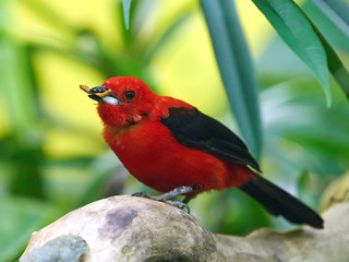 Brazilian tanager (Ramphocelus bresilius)