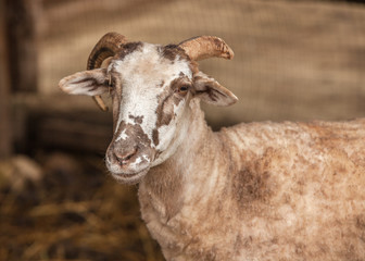 sweet sheep with horns