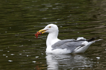 Naklejka na ściany i meble California Gull caught crawdad swimming in lake pond