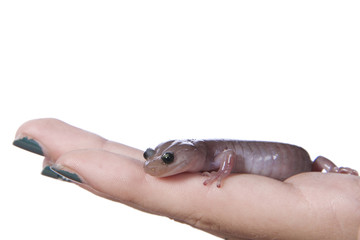 salamander peaking out of a young girls hand isolated on a white background