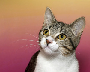 White and gray stripped tabby cat with white chest and yellow eyes on a pink and yellow mottled background looking watching with yellow eyes.