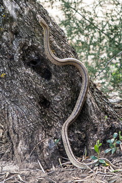 Rhinechis scalaris, called also stairs Snake, climbing in an oli