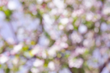 Obraz premium Natural bokeh