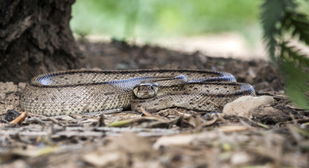 Rhinechis scalaris, called also stairs Snake, Spain