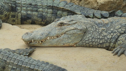 Obraz premium Crocodile