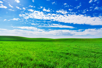 Green Field and Beautiful Sunset