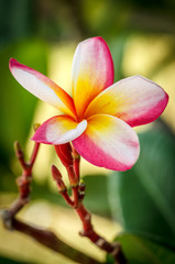 Plumeria (frangipani) on green background.