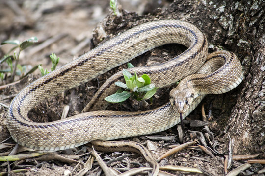 Rhinechis scalaris, called also stairs Snake, Spain