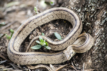 Rhinechis scalaris, called also stairs Snake, Spain