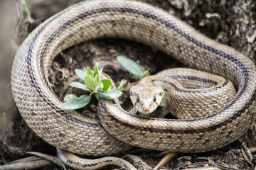Rhinechis scalaris, called also stairs Snake, Spain