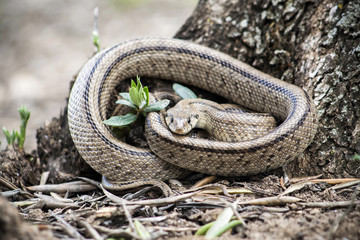 Rhinechis scalaris, called also stairs Snake, Spain