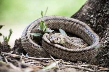 Rhinechis scalaris, called also stairs Snake, Spain