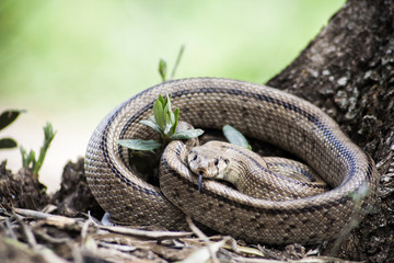 Rhinechis scalaris, called also stairs Snake, Spain