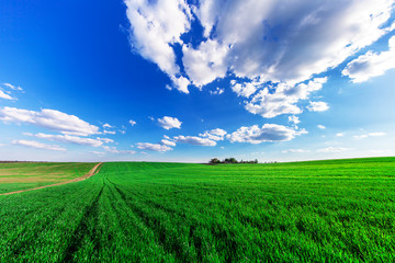 Green Field and Beautiful Sunset
