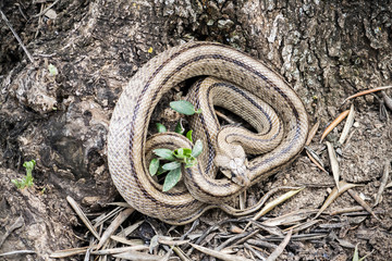 Rhinechis scalaris, called also stairs Snake, Spain
