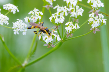 Gelbe Schlupfwespe (Amblyteles armatorius) auf einer Blüte einer Wildwiese