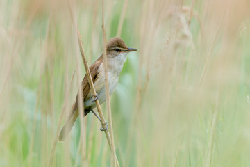 Drosselrohrsänger (Acrocephalus arundinaceus) im Schilf des Tümpels