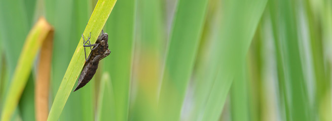 Exuvie der Großen Königslibelle (Anax imperator)