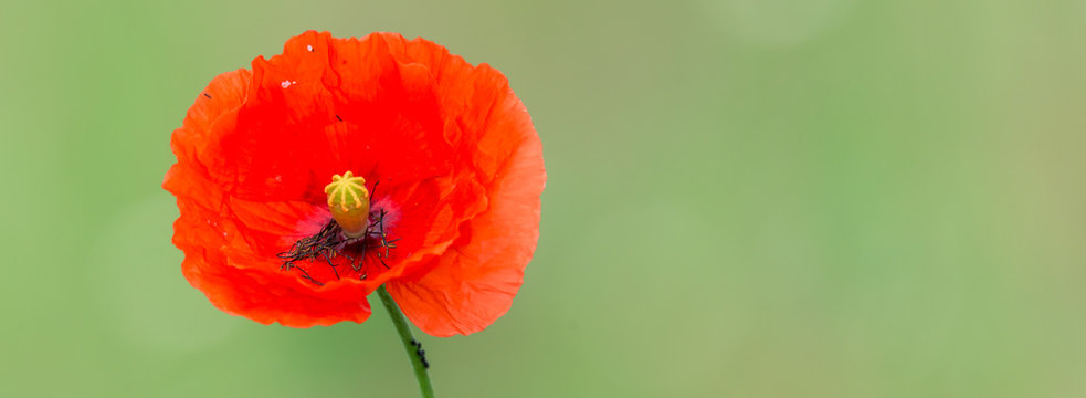 Mohn Klatschmohn (Papaver rhoeas) Mohnblume in Bl&uuml;te 
