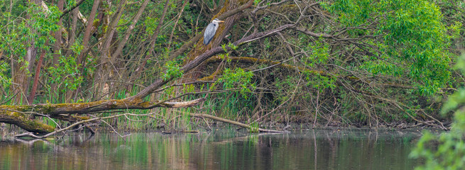 Graureiher (Ardea cinerea) auf einem Baum am Tümpel
