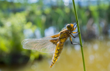 Libellula depressa (female) - dragonfly (Broad-bodied chaser) sitting on a grass