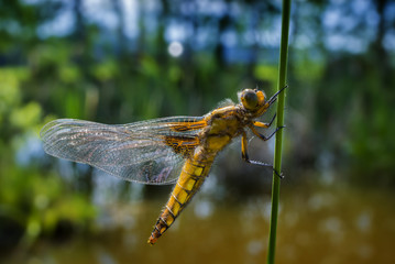 Libellula depressa (female) - dragonfly (Broad-bodied chaser) sitting on a grass