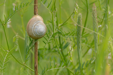 Schnirkelschnecke (Helicidae) an einer Pflanze auf einer Wiese