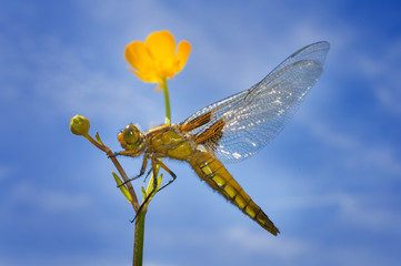Libellula depressa (female) - dragonfly (Broad-bodied chaser) sitting on a flower