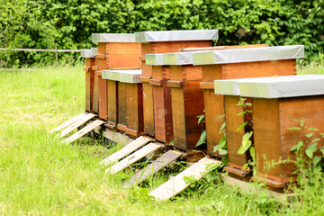 Bienenstöcke auf Wiese