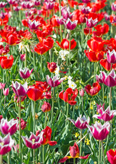 Obraz premium Many spring red tulips in the garden.