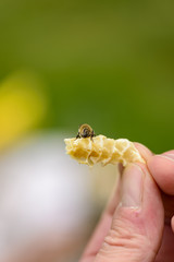 Honigwabe aus Wildbau mit Biene