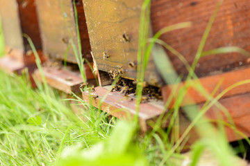 Bienen im Anflugloch des Bienenstocks