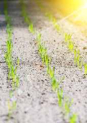 Young green seedlings in the garden.