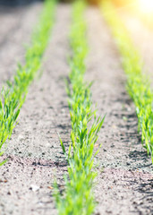 Young green seedlings in the garden.