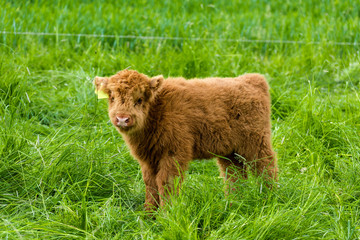 Fototapeta premium Juvenile Highland Cattle
