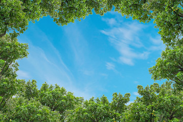 Fototapeta premium Blue sky with thinly cloud with green tree background