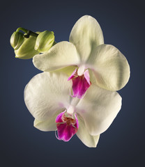 yellow orchid on a dark background