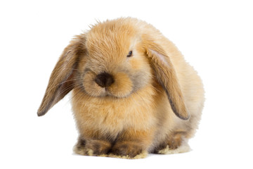 rabbit lop-eared