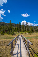 Holzbrücke über einen Sumpf im Frühling