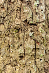 surface skin of trunk of tree