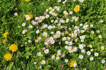 Spring meadow with wild daisies.