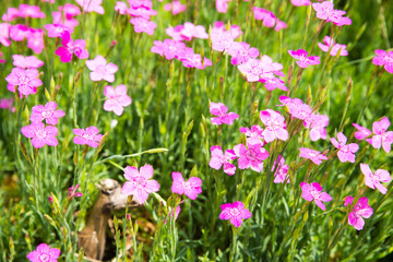 Fototapeta premium Grasnelken