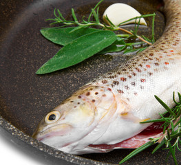 trout fish