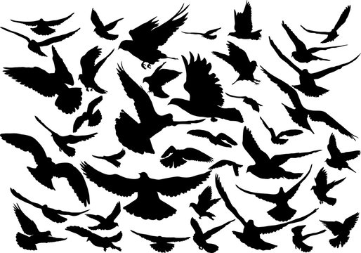Vector set of silhouettes of 40 flying birds