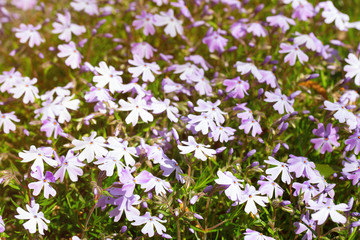 Obraz na płótnie Canvas Inflorescence of lilac spring flowers, lit with the sun