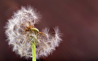 White dandelion on a red-brown background