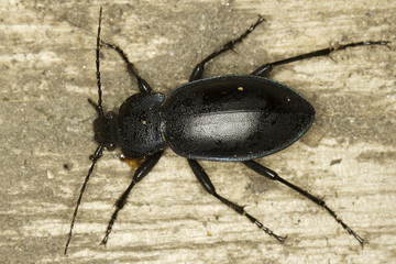 Ground Beetle - Carabus glabratus
