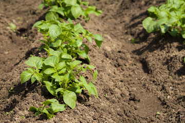 Kartoffelbeet im Garten
