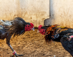 Gamecock fighting blurred © taaee
