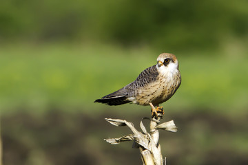 Red-footed Falcon, female, in natural habitat / Falco vespertinus